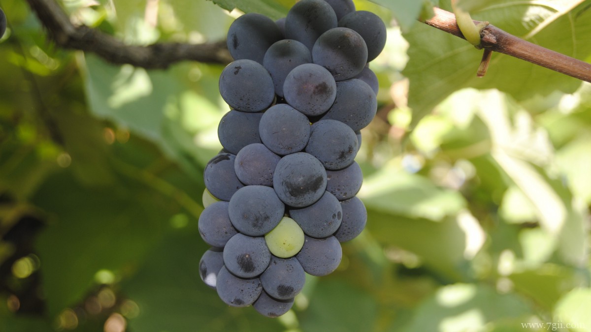 紫色的葡萄图片大全