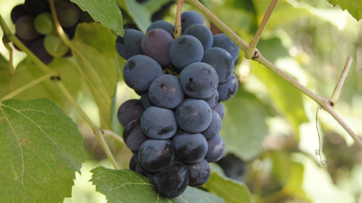 紫色的葡萄图片大全