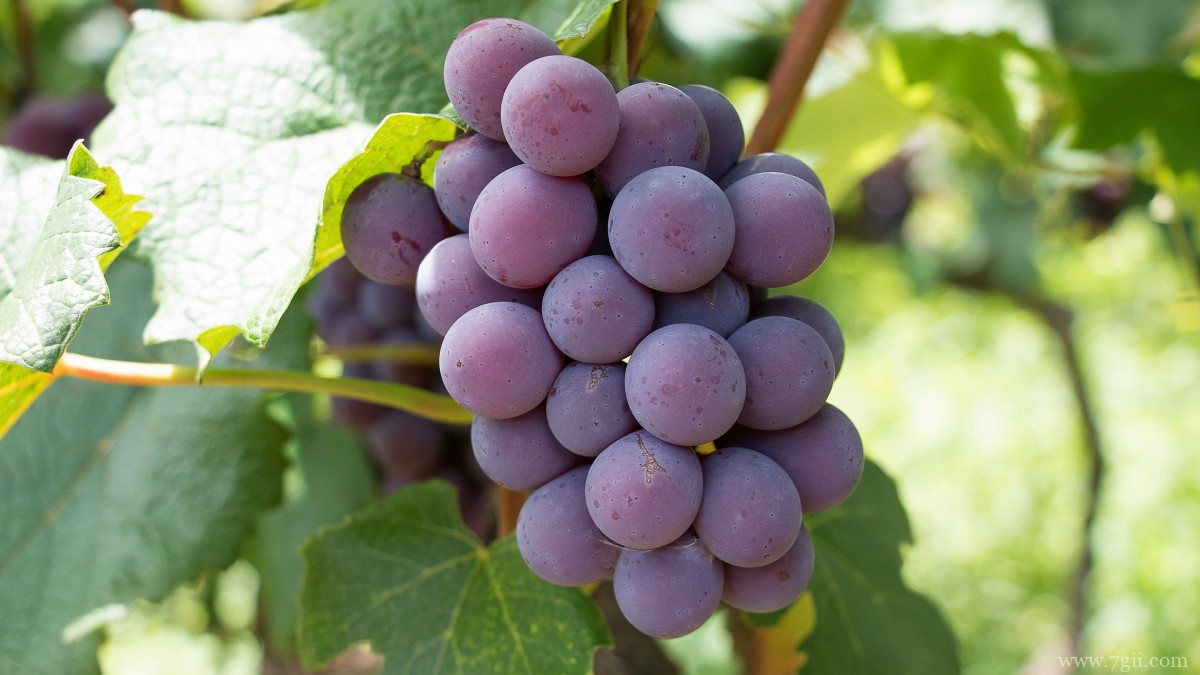 紫色的葡萄图片大全