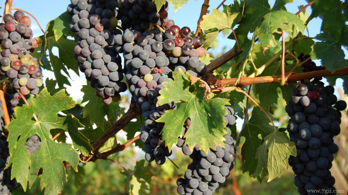紫色的葡萄图片大全