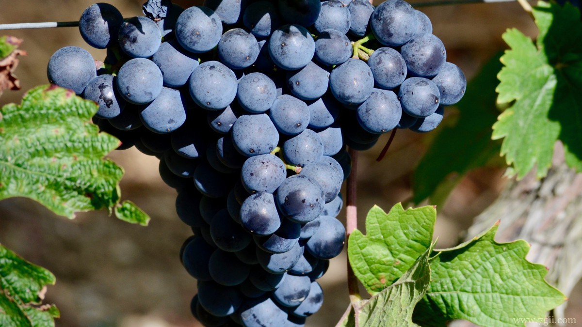 紫色的葡萄图片大全