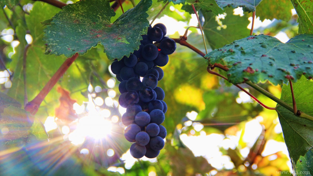 紫色的葡萄图片大全