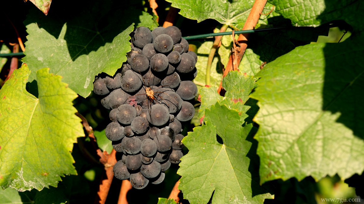 紫色的葡萄图片大全
