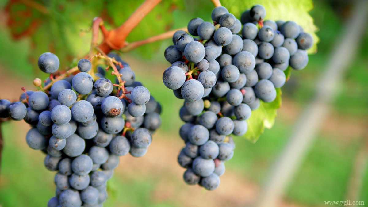 紫色的葡萄图片大全