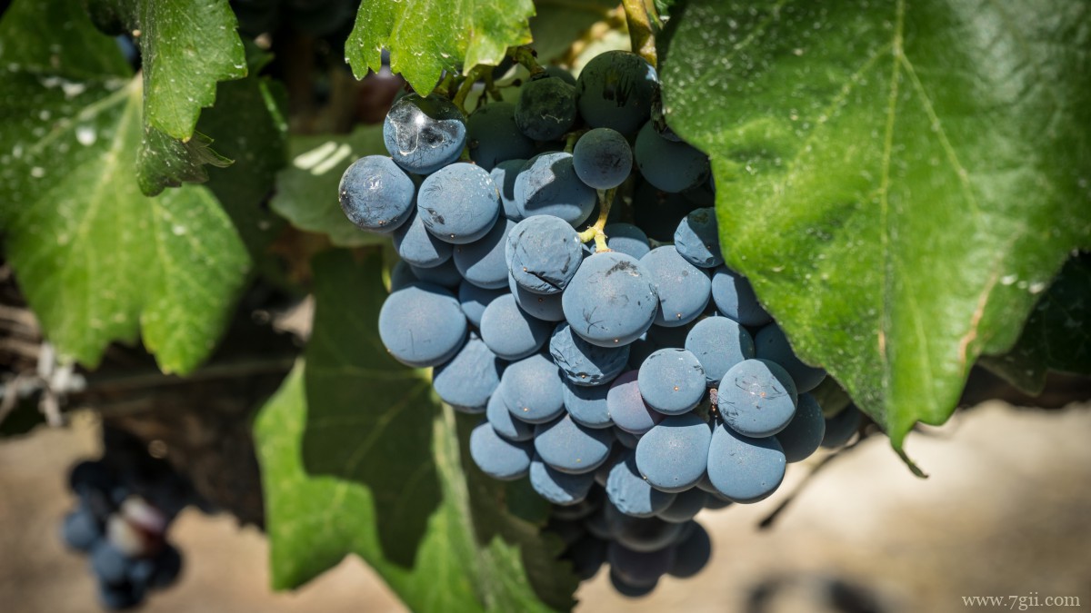 紫色的葡萄图片大全