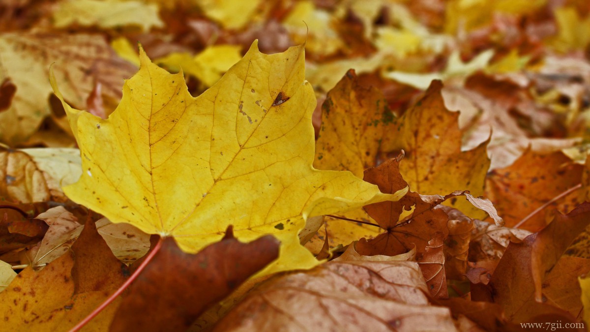 秋天金黄落叶图片