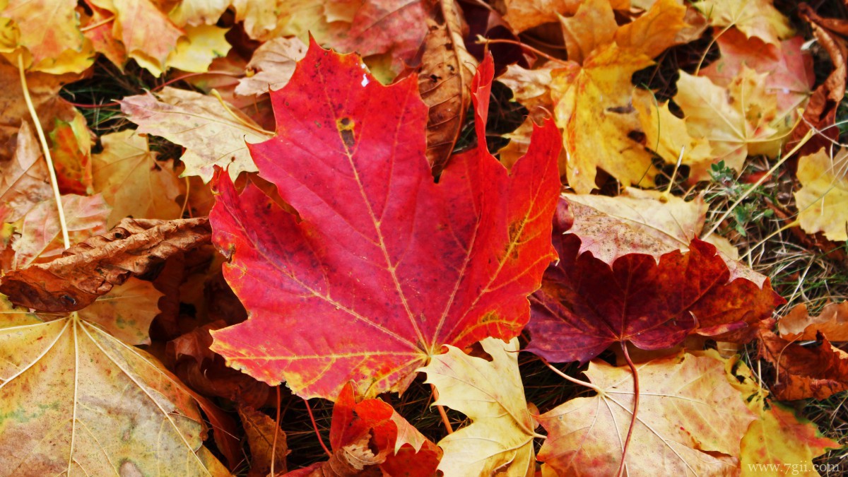 秋天金黄落叶图片