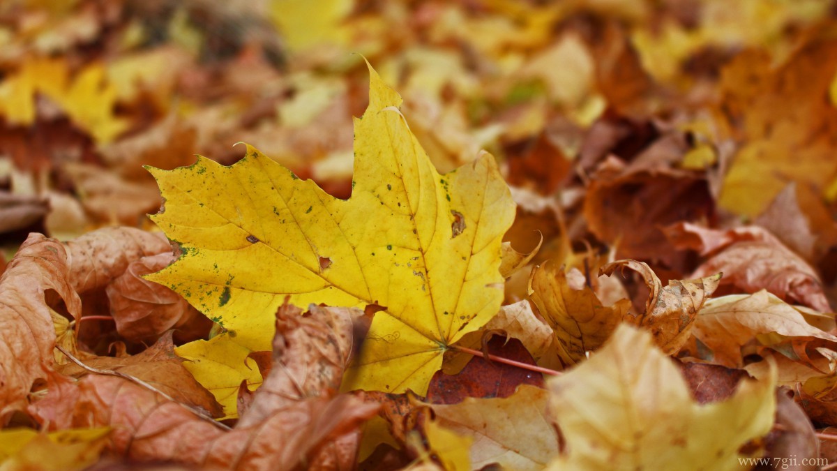 秋天金黄落叶图片