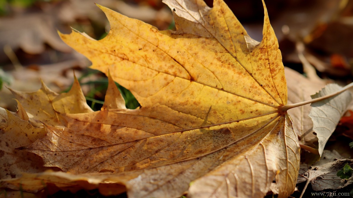 秋天金黄落叶图片