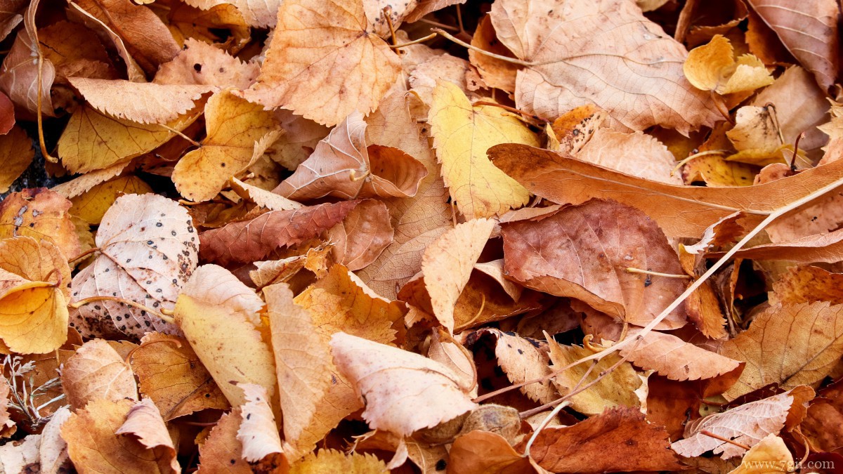 秋天金黄落叶图片