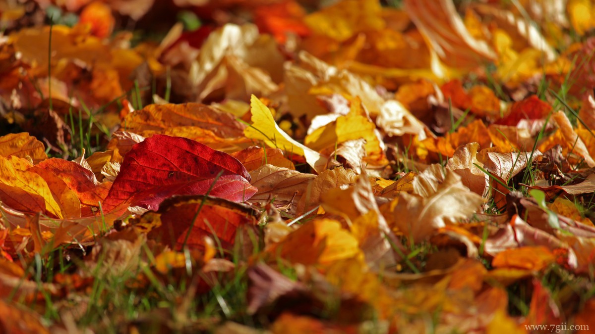 秋天金黄落叶图片