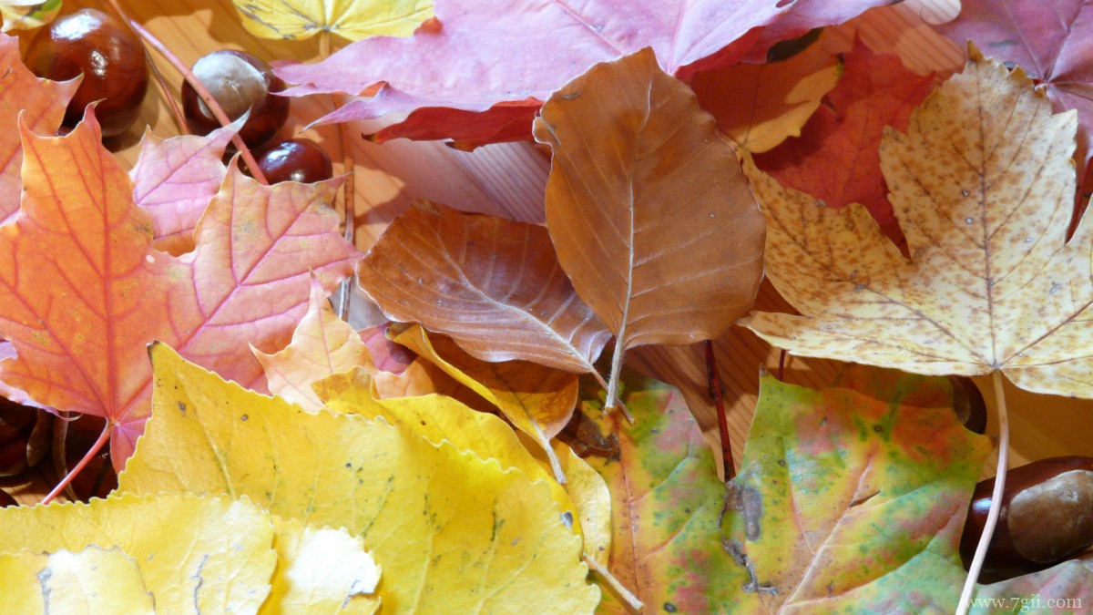 秋天金黄落叶图片