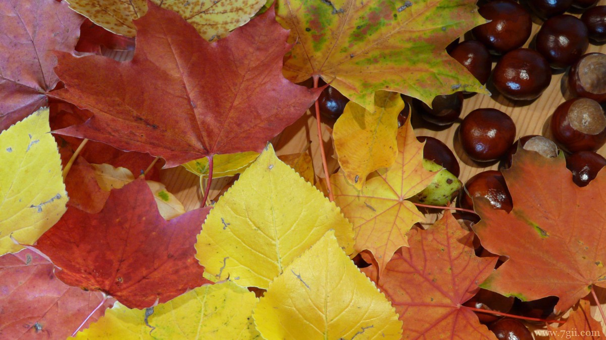 秋天金黄落叶图片