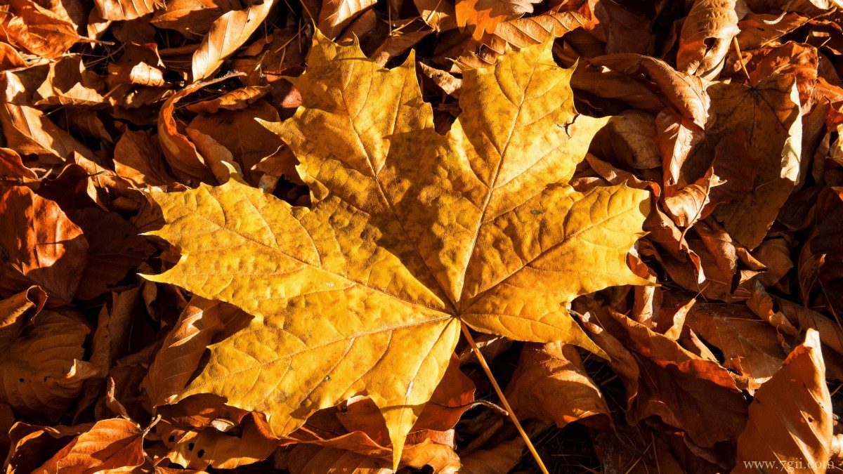 秋天金黄落叶图片
