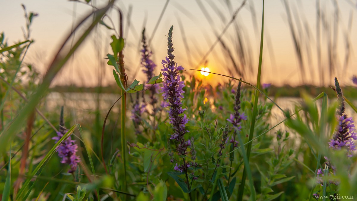 紫色薰衣草图片大全