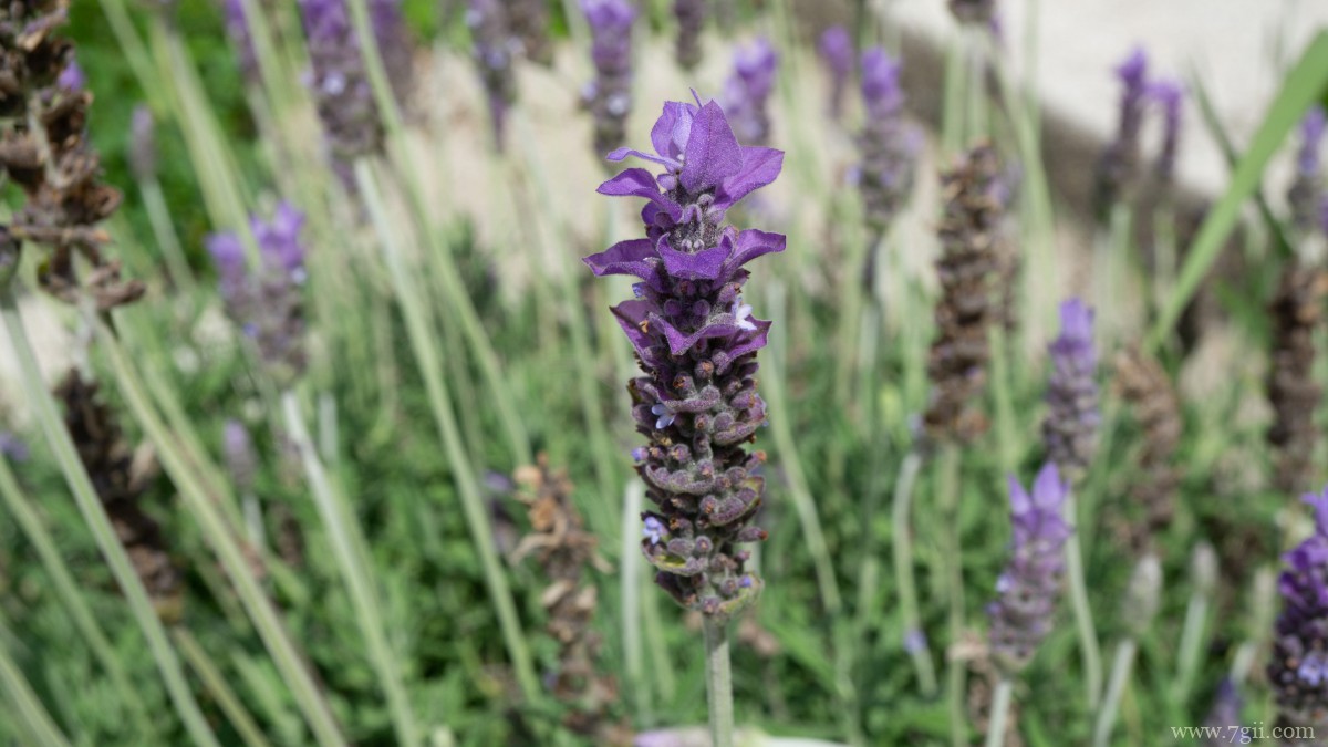 紫色薰衣草图片大全