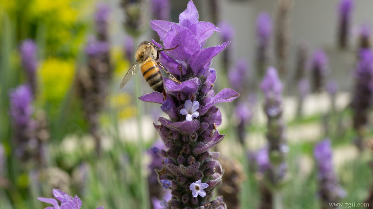 紫色薰衣草图片大全