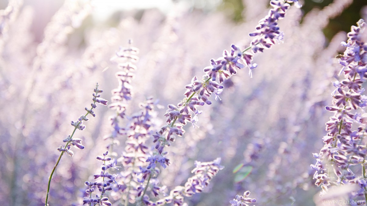 紫色薰衣草图片大全