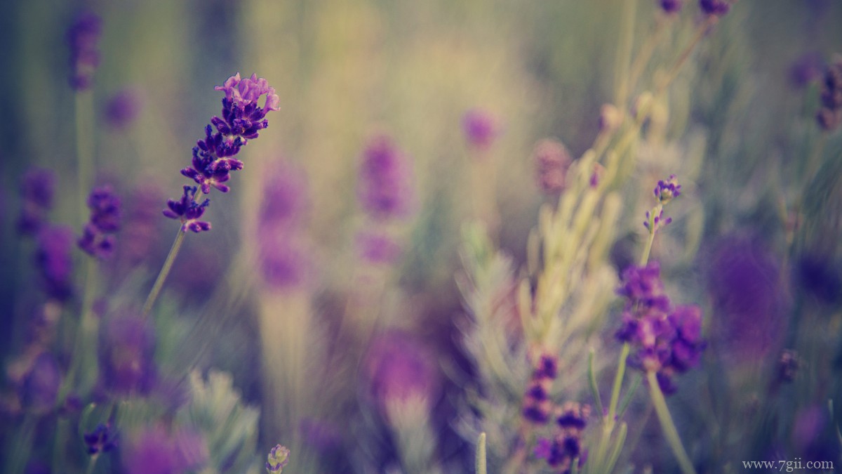 紫色薰衣草图片大全