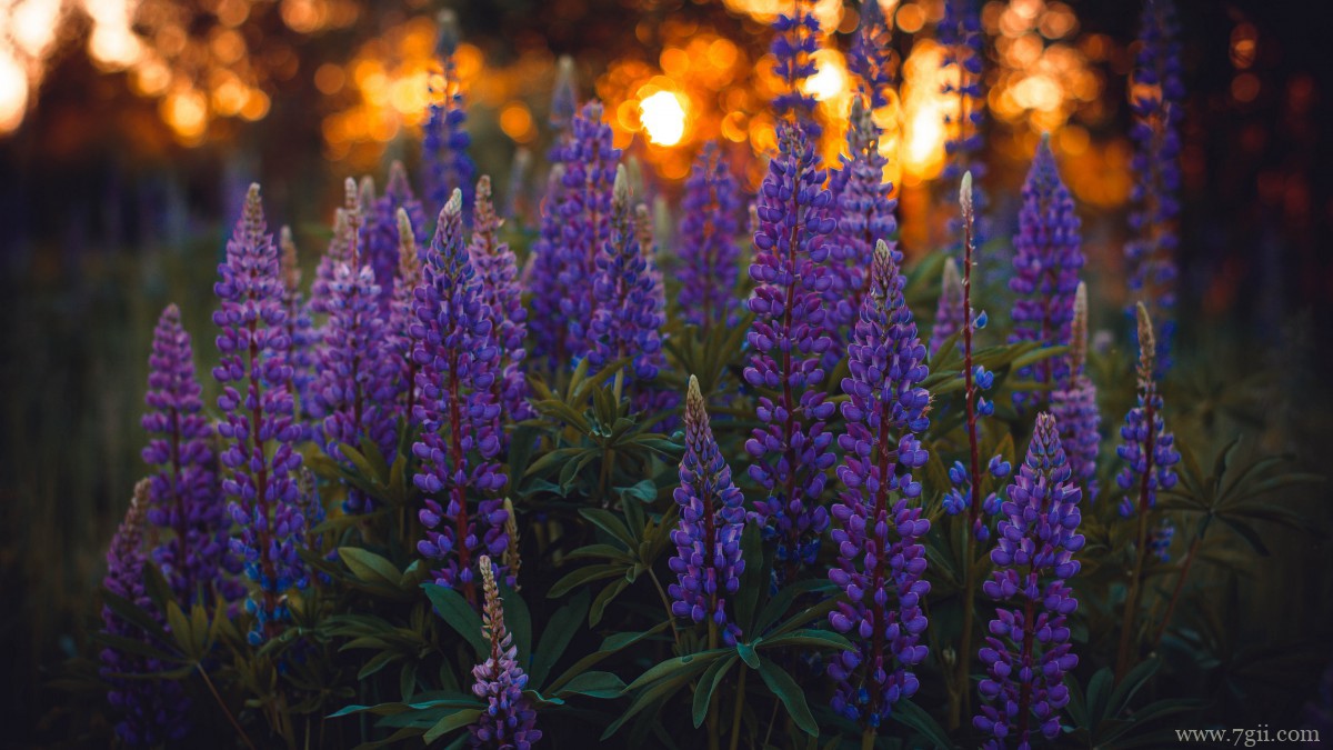 紫色薰衣草图片大全