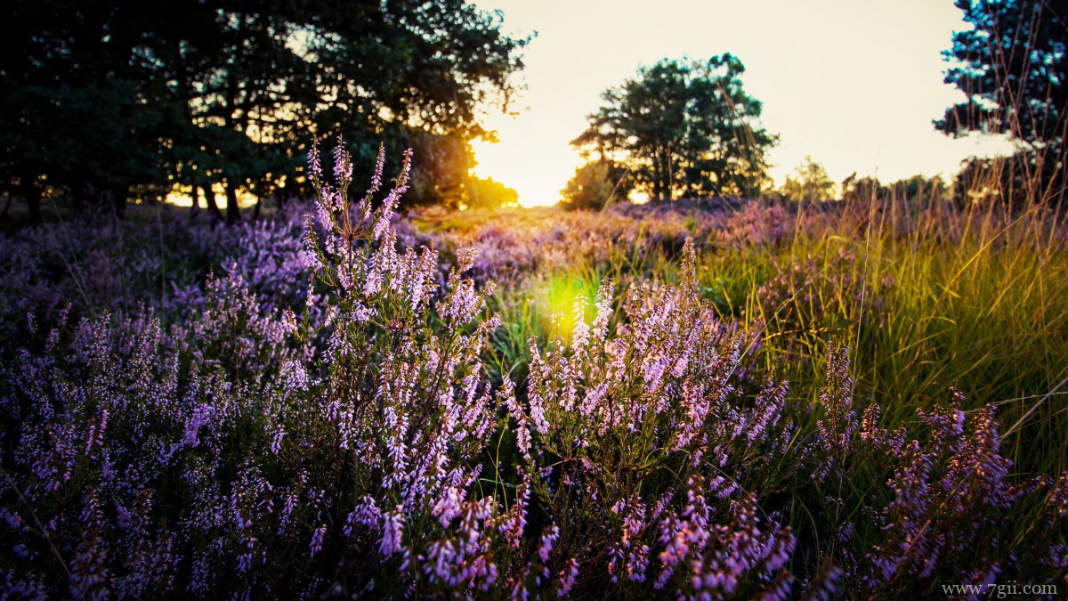 紫色薰衣草图片大全