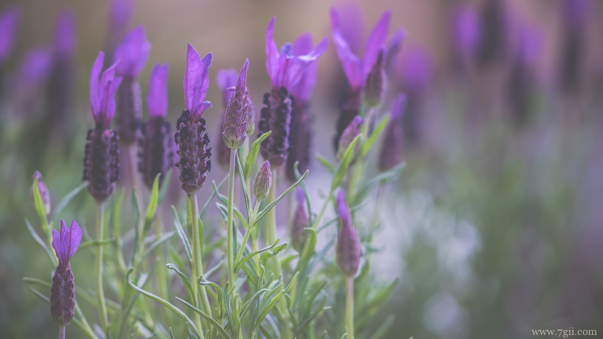 紫色薰衣草图片大全