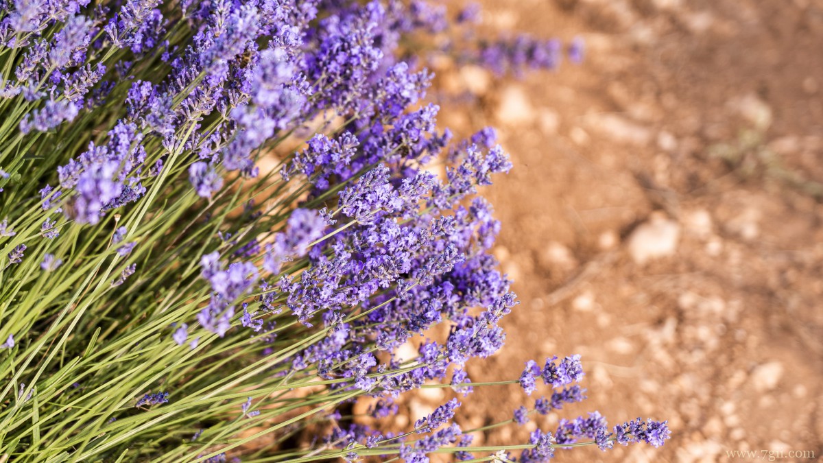 紫色薰衣草图片大全