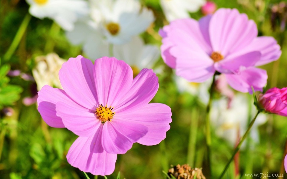 粉嫩美丽的秋英植物摄影图片