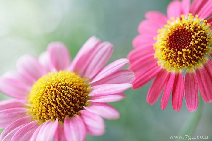 各色各样绮丽梦幻的花朵摄影图片