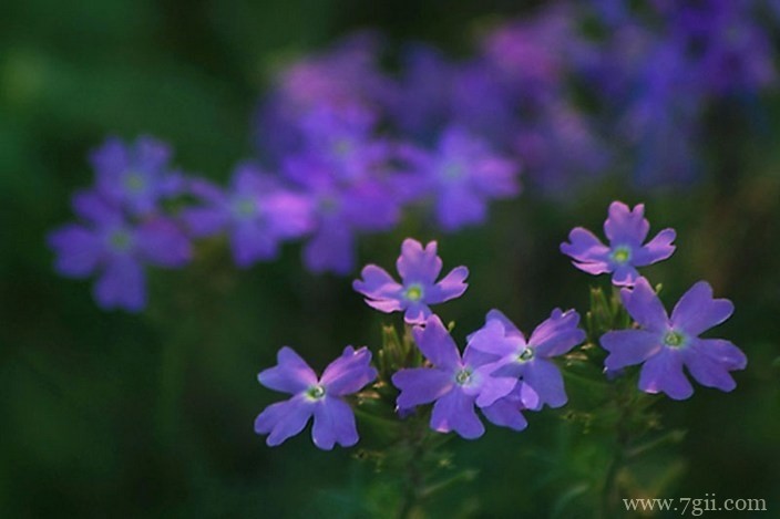 各色各样绮丽梦幻的花朵摄影图片