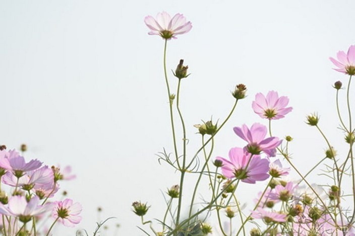 各色各样绮丽梦幻的花朵摄影图片