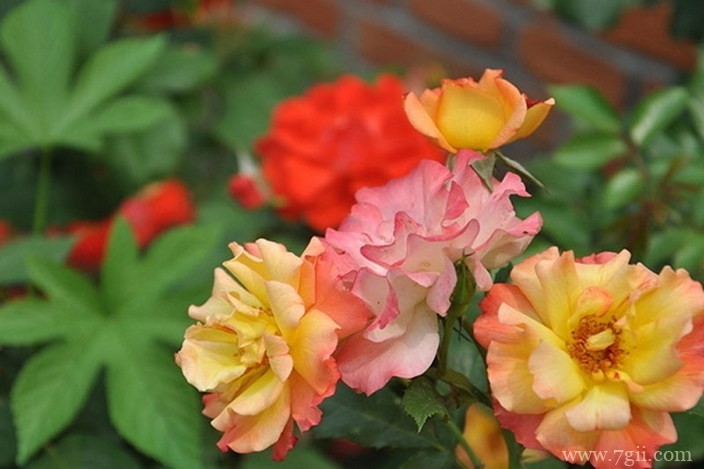 各色各样绮丽梦幻的花朵摄影图片