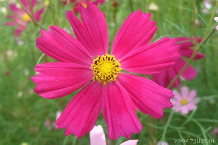 各色各样绮丽梦幻的花朵摄影图片