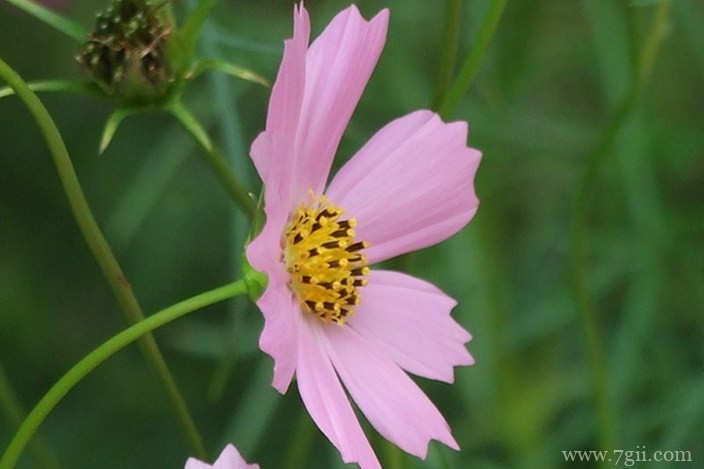 各色各样绮丽梦幻的花朵摄影图片