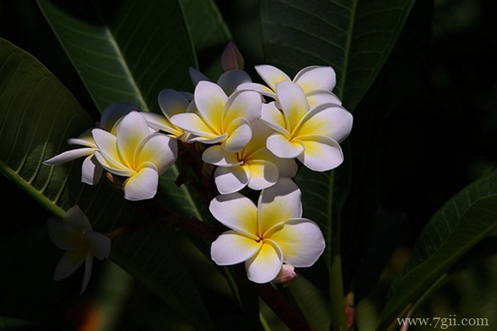 各色各样绮丽梦幻的花朵摄影图片