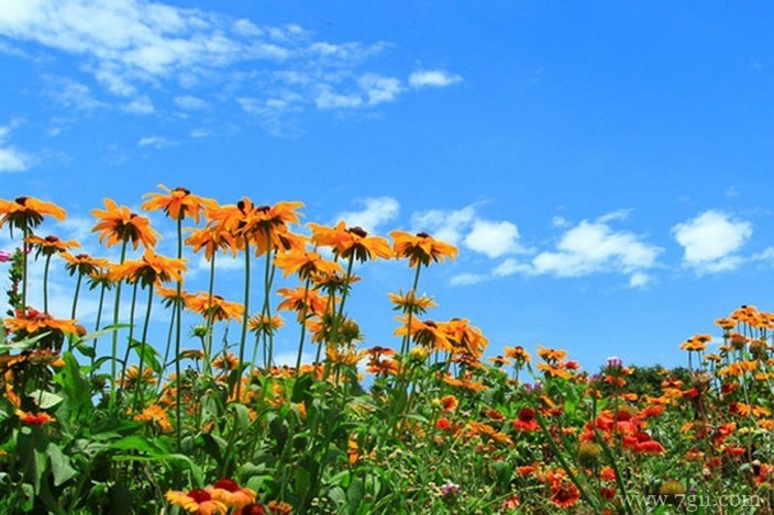 各色各样绮丽梦幻的花朵摄影图片
