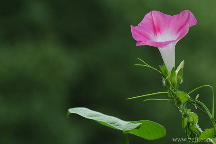 各色各样绮丽梦幻的花朵摄影图片