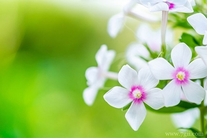 各色各样绮丽梦幻的花朵摄影图片