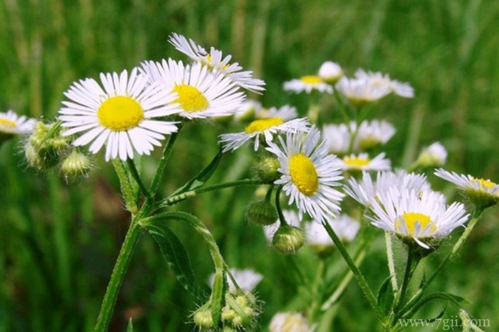 各色各样绮丽梦幻的花朵摄影图片
