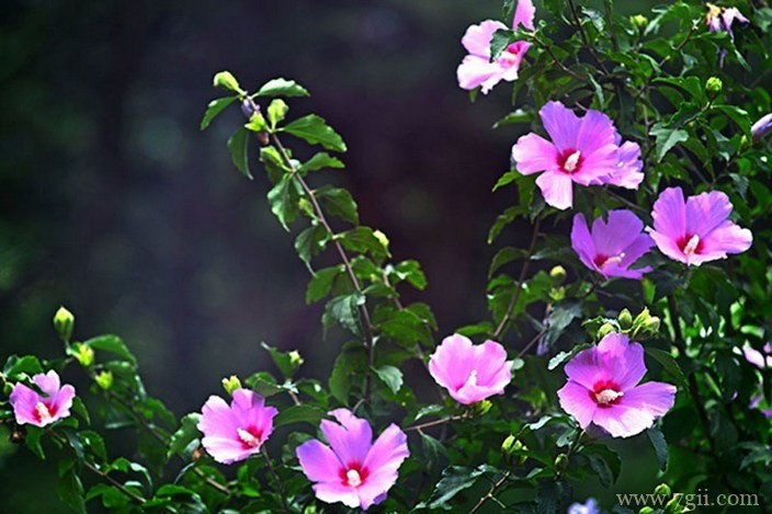 各色各样绮丽梦幻的花朵摄影图片