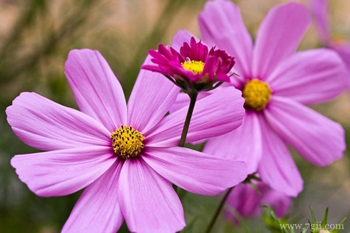 各色各样绮丽梦幻的花朵摄影图片