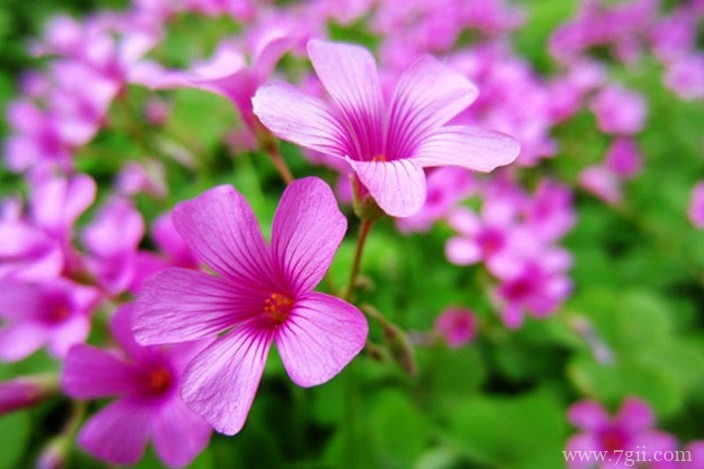 各色各样绮丽梦幻的花朵摄影图片