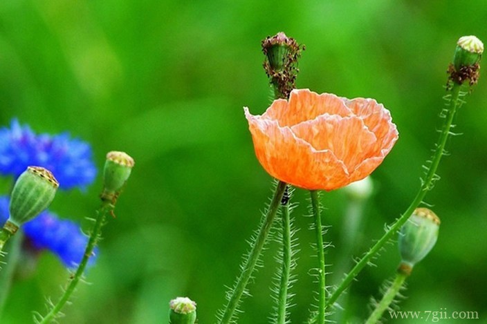 各色各样绮丽梦幻的花朵摄影图片