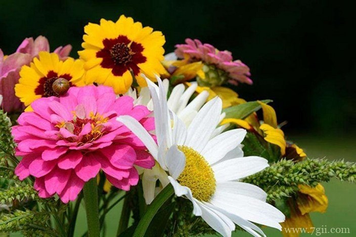 各色各样绮丽梦幻的花朵摄影图片