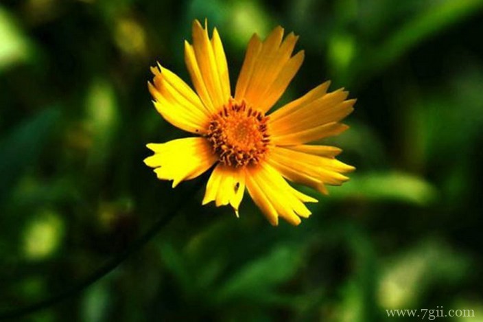 各色各样绮丽梦幻的花朵摄影图片