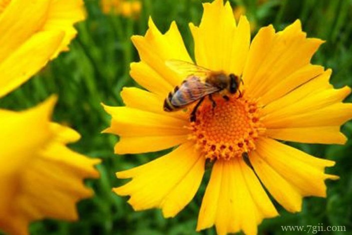 各色各样绮丽梦幻的花朵摄影图片