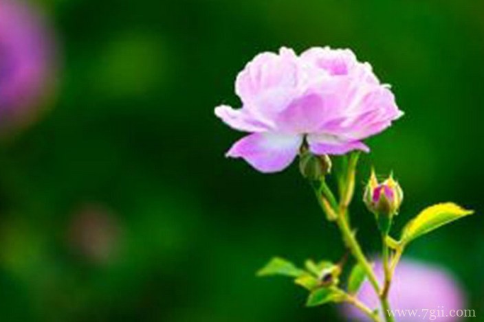 各色各样绮丽梦幻的花朵摄影图片