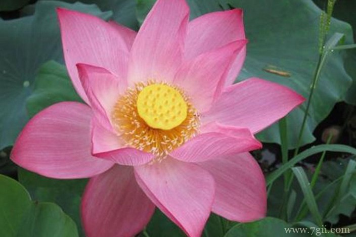 各色各样绮丽梦幻的花朵摄影图片