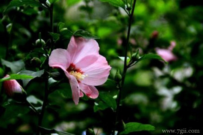 各色各样绮丽梦幻的花朵摄影图片