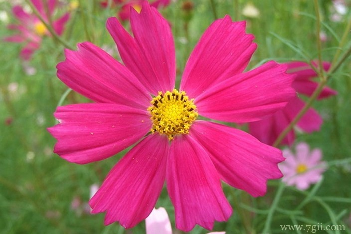 各色各样绮丽梦幻的花朵摄影图片